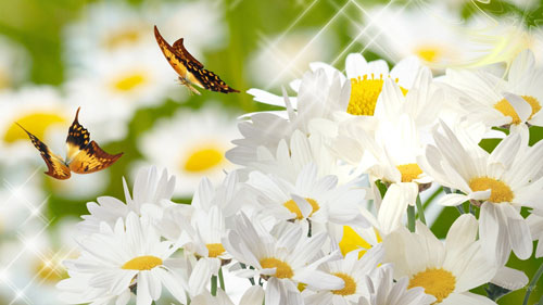  gerbera butterfliesdaisies.j