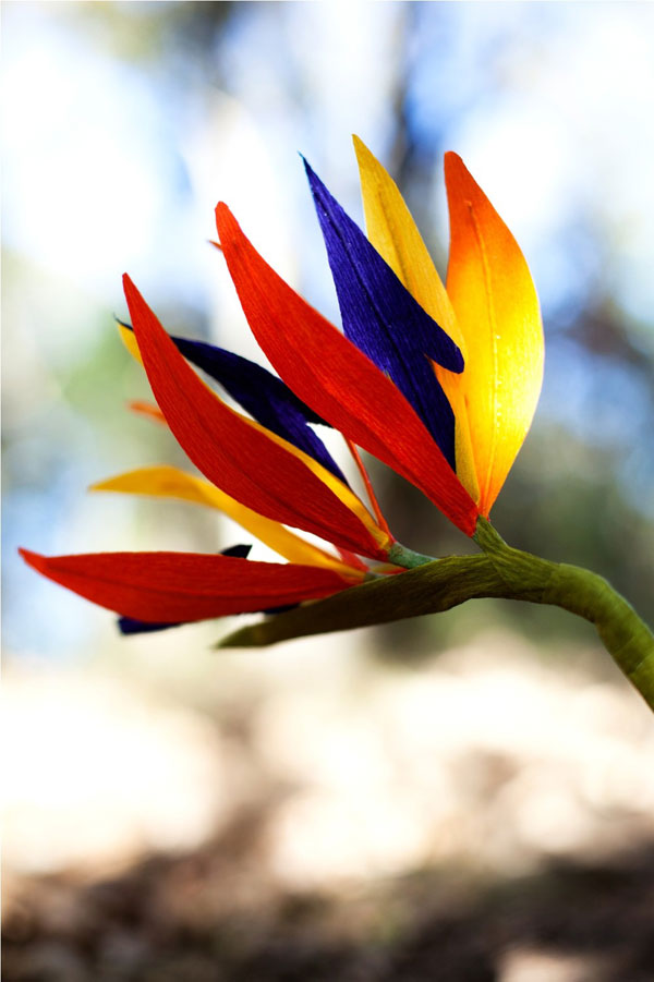  ' flowerjana.jpg