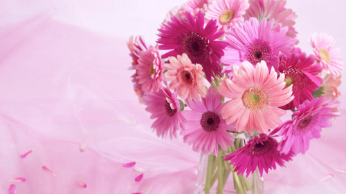   gerbera