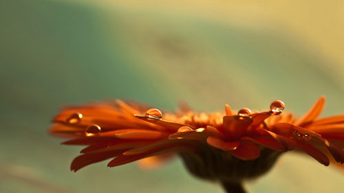   gerbera