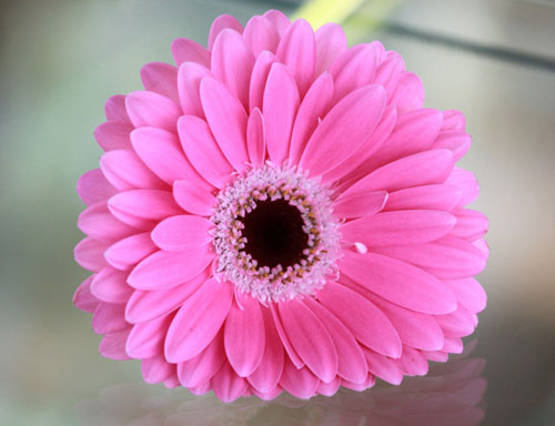   gerbera