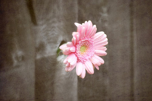   gerbera