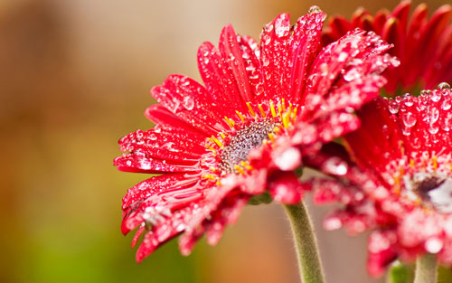   gerbera