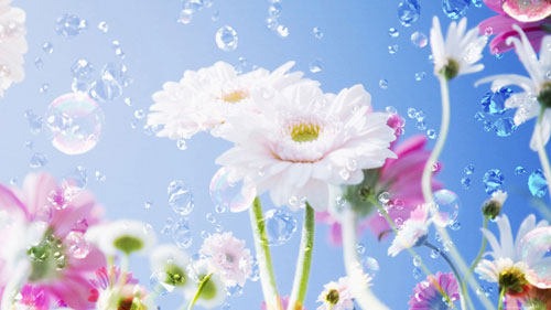   gerbera